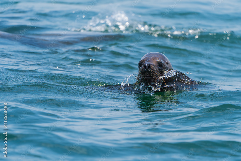 Obraz premium A Peruvian seal is swimming.