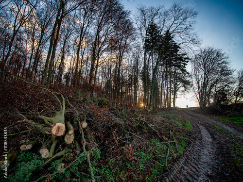 Frisch gefällte und gestapelte Baumstämme am Waldrand photo