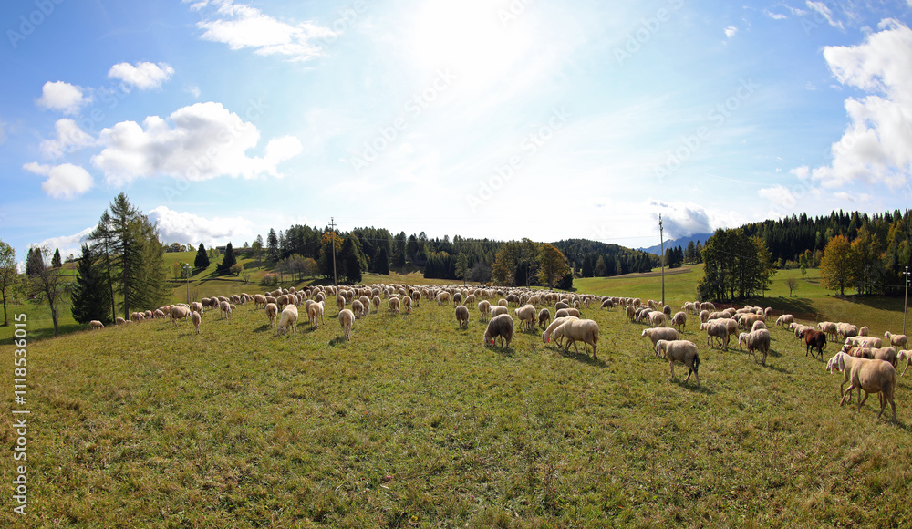Obraz premium Wide angle view of a pasture with a flock of white sheep on a hill