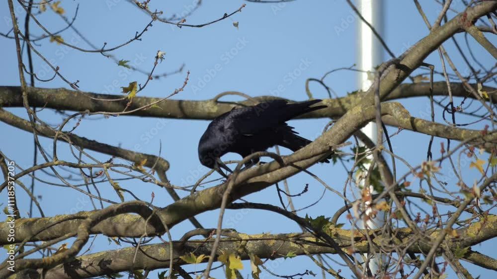 black crow sitting on a branch and eating a nut in its natural habitat black crow sitting on a branch and eating a nut in its natural habitat
