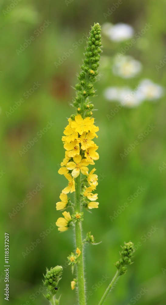 Agrimonia eupatoria blooms among herbs Agrimonia eupatoria blooms among herbs