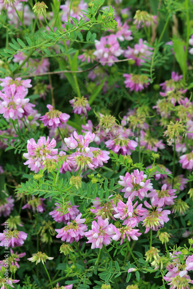 In nature, Securigera varia grows in herbs In nature, Securigera varia grows in herbs