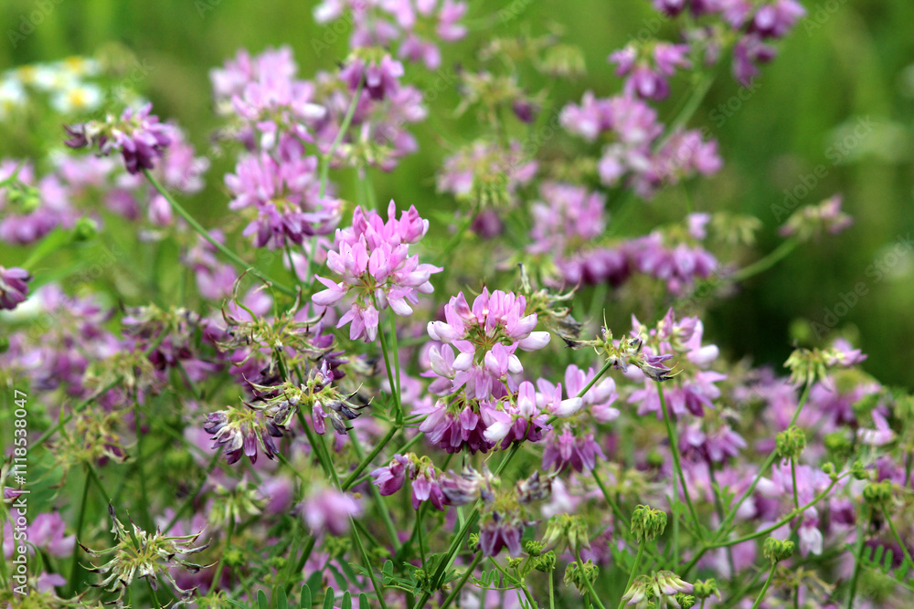 In nature, Securigera varia grows in herbs In nature, Securigera varia grows in herbs