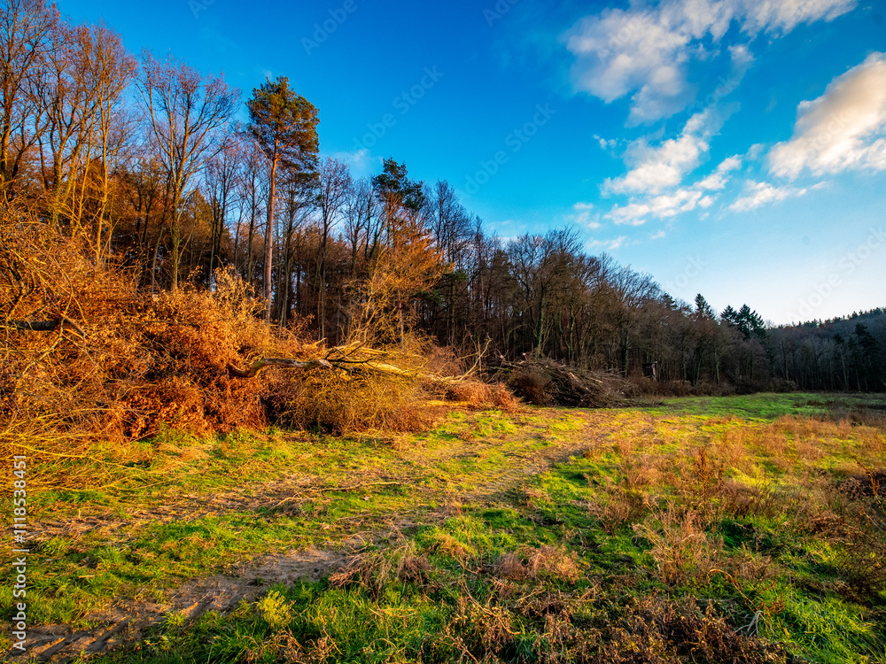 Fototapeta premium Frisch gefällte und gestapelte Baumstämme am Waldrand