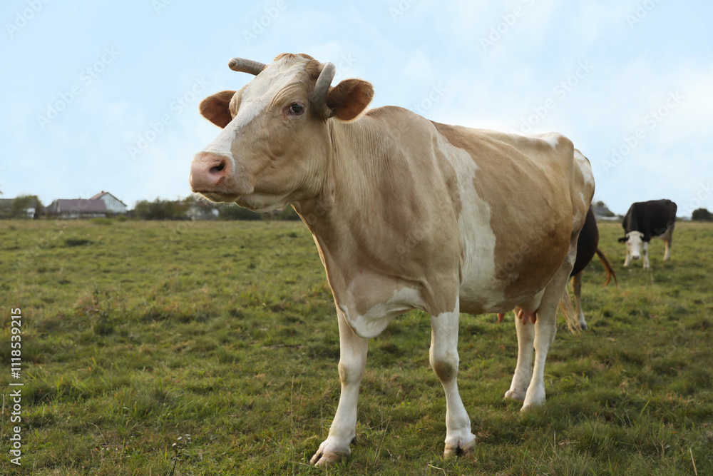 Beautiful cows grazing on green grass outdoors Beautiful cows grazing on green grass outdoors