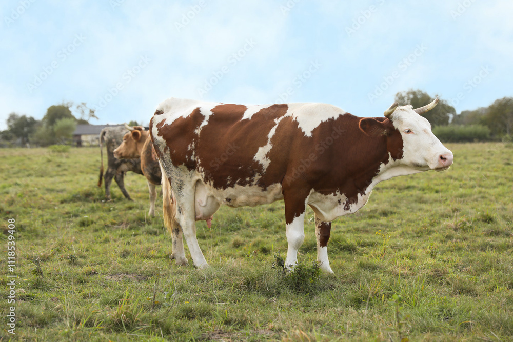 Beautiful cows grazing on green grass outdoors Beautiful cows grazing on green grass outdoors