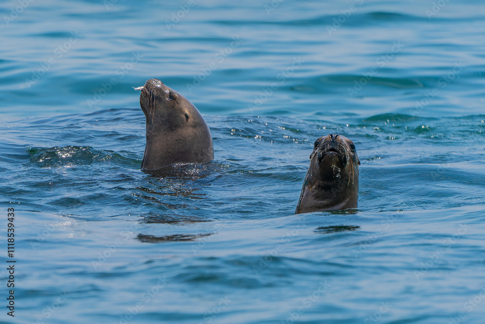 Fototapeta premium Two Sea Lions in Ocean Water With One Holding a Fish