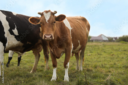 Beautiful cows grazing on green grass outdoors