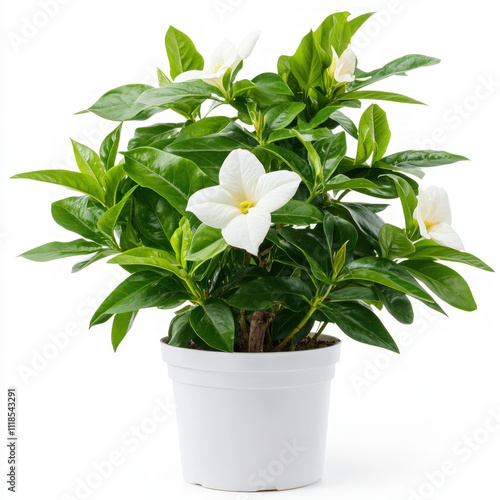 Flower Shrub Isolated