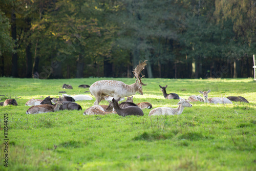  Deer in Hamburg city park, Germany