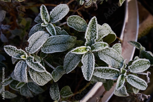 Frost on Sage leaves in the dawn