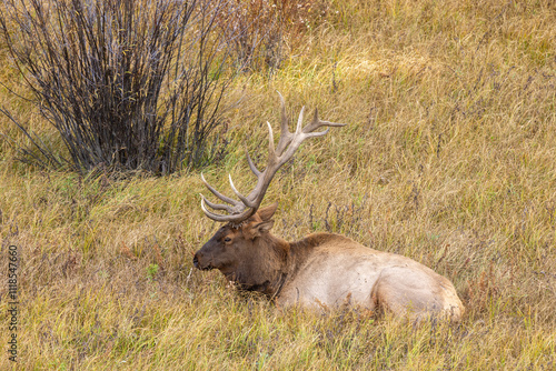 Bull Elk During the Rut in Yellowstone National Park Wyoming in Autumn