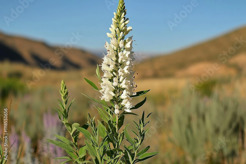 Artemisia Abrotanum