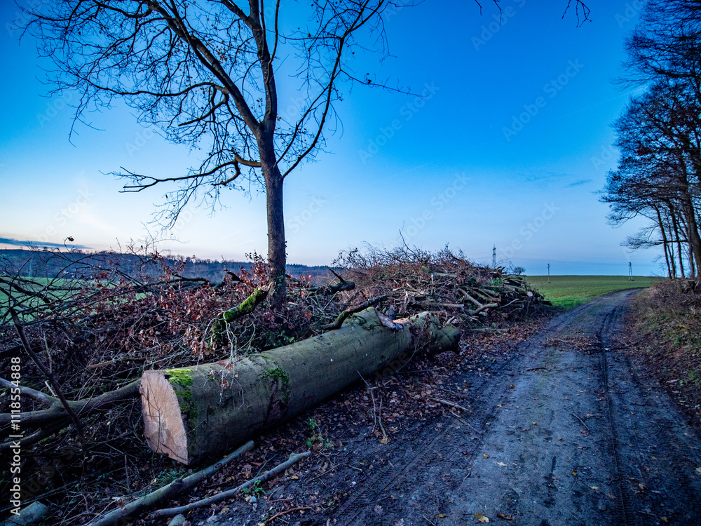 Frisch gefällte Bäume liegen am Waldrand Frisch gefällte Bäume liegen am Waldrand