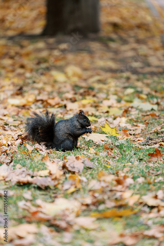 Fotografía A Black Squirrel Among Colorful Autumn Leaves in the Park