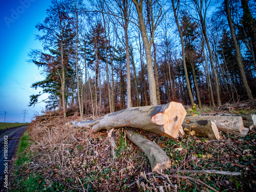 Frisch gefällte und gestapelte Baumstämme am Waldrand photo