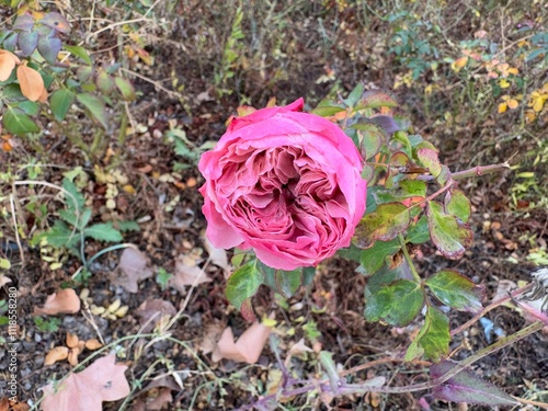 Rosa damascena pink rose in the garden in autumn. Rose with multiple petals. Damascus rose or Persian, Bulgarian, Taif, Isfahan or Castilian rose, is a hybrid of Rosa gallica and Rosa moschata roses.
 photo