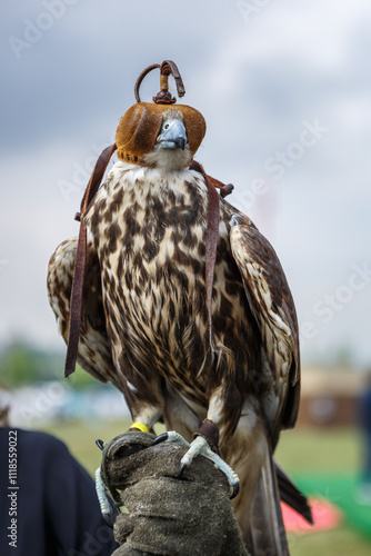 Trained hawk for hunting wearing blinders. Istanbul - 11 May,2018