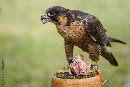 Trained hunter hawk eats raw meat. Istanbul - 11 May,2018 photo