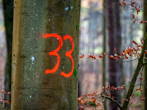 Zur Fällung markierte Bäume im Mischwald photo