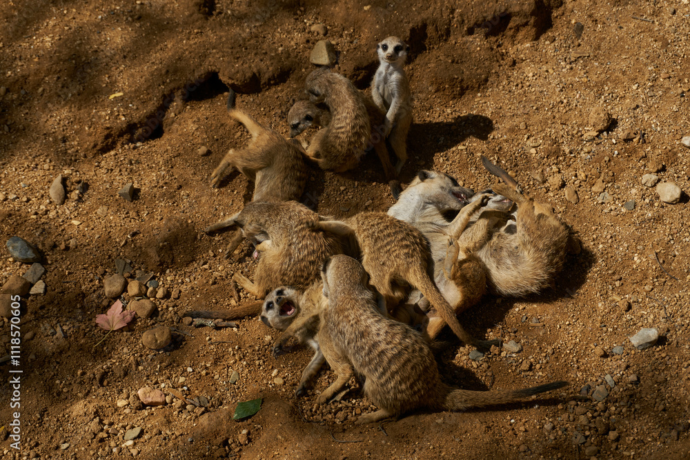 Obraz premium Meerkats fight and play with each other