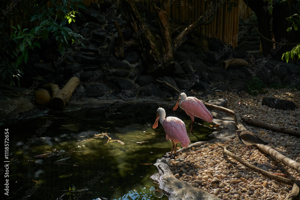 Obraz premium pink ibis drinks water