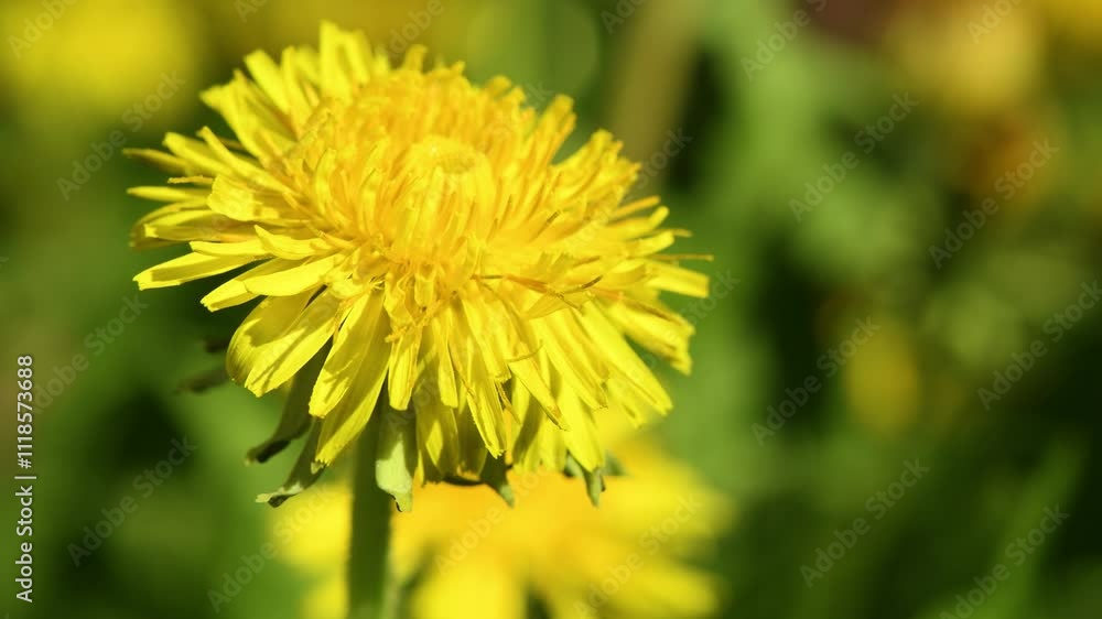 Yellow dandelion flower head closeup, 4K