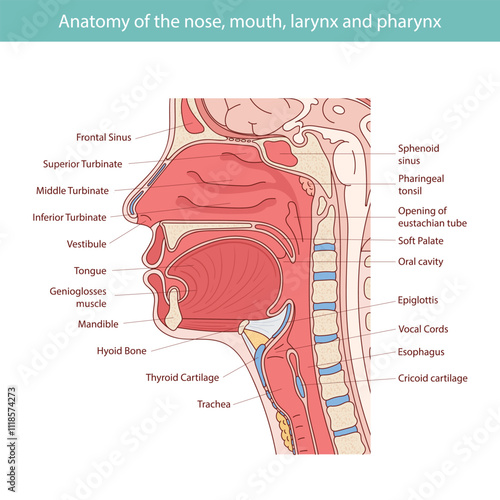 Medical vector illustration of human oral and nasal anatomy.