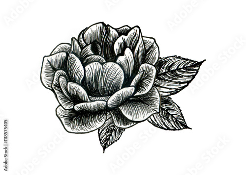 Tulip, rose. Black and white flower pattern, isolated with hatching on a white background. A botanical sketch. Suitable for tattoos, postcards and decor.