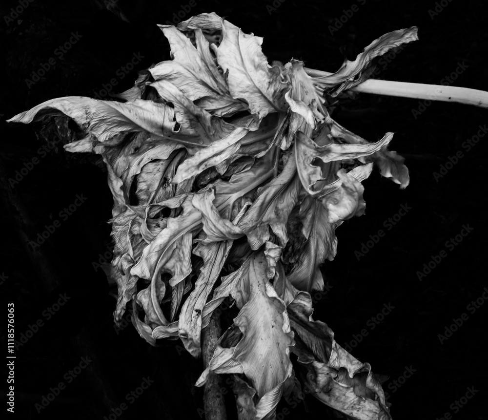 Dried leaf on black background Dried leaf on black background