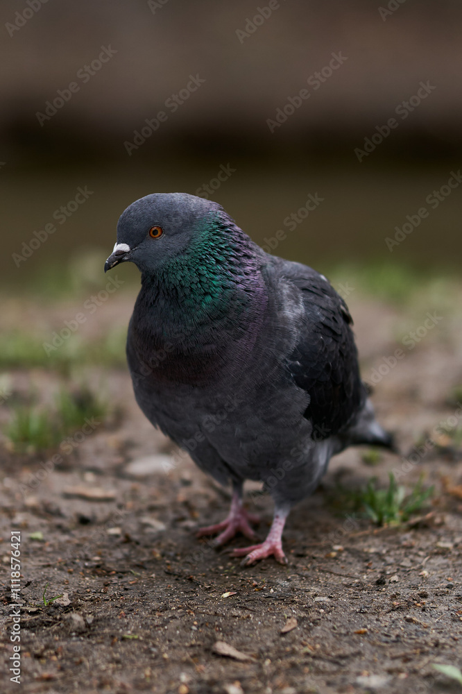 common pigeon looks into the camera common pigeon looks into the camera