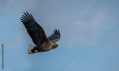 Obraz na płótnie White-tailed Eagle in a snowy environment in Japan w salonie