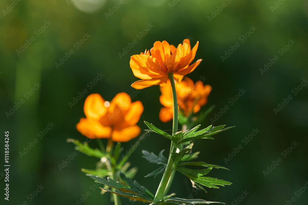Sunlit orange wildflowers with green foliage Sunlit orange wildflowers with green foliage
