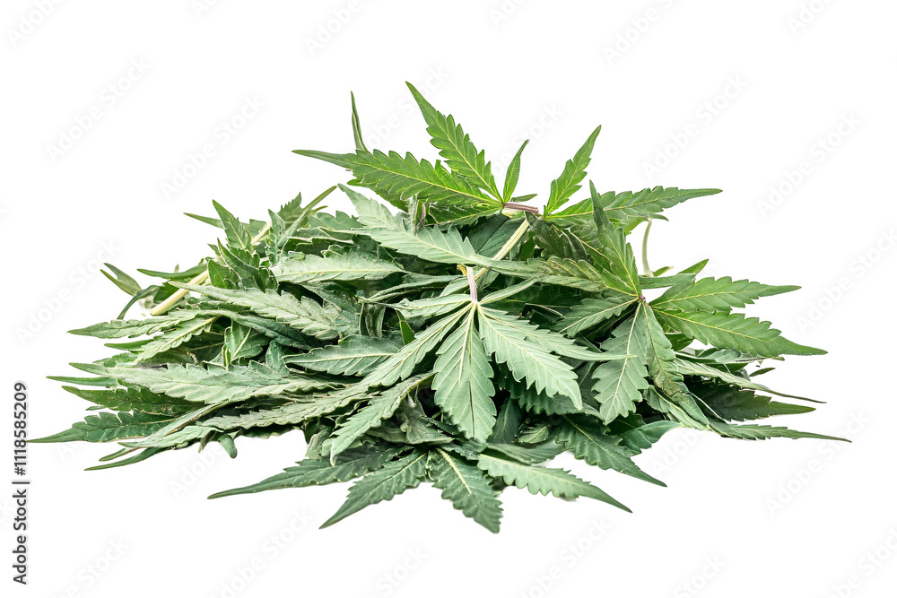 a pile of green leaves a pile of green leaves