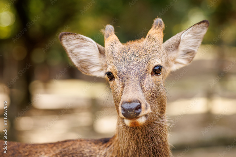 A Curious Deer CloseUp Captured Beautifully in Its Natural Habitat, Showcasing Intricacies A Curious Deer CloseUp Captured Beautifully in Its Natural Habitat, Showcasing Intricacies