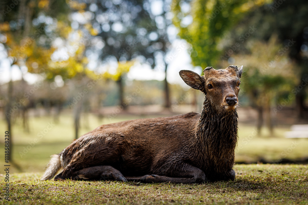A serene portrayal of a peaceful deer in its natural habitat surrounded by nature A serene portrayal of a peaceful deer in its natural habitat surrounded by nature