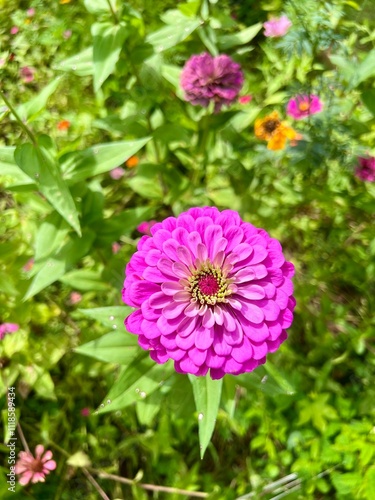 Pink zinnia