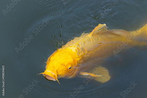 This beautiful yellow koi fish was seen here swimming in the water. The decorative carp is popular in many Japanese or Asian type gardens. The bright golden color standing out.