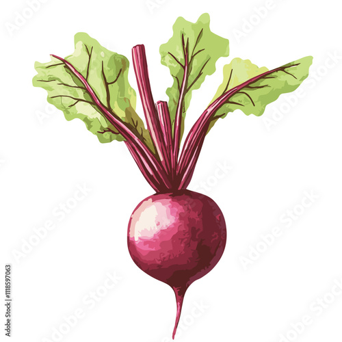 Watercolor beets on a white background. Beetroot isolated for print and design. Beet vegetables and beet vegetable for packaging design, products