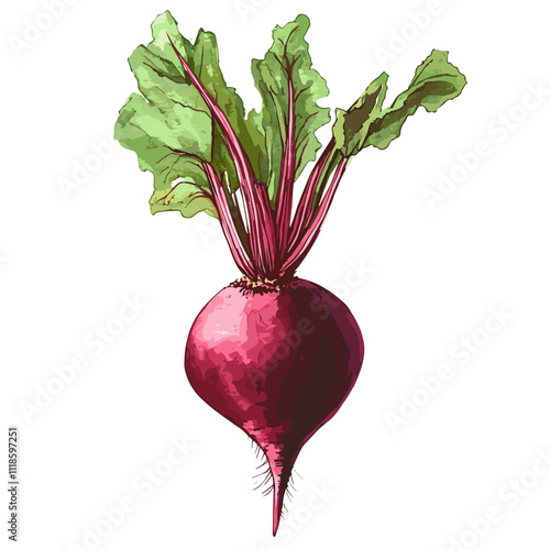 Watercolor beets on a white background. Beetroot isolated for print and design. Beet vegetables and beet vegetable for packaging design, products