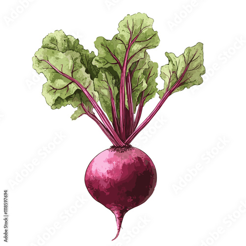 Watercolor beets on a white background. Beetroot isolated for print and design. Beet vegetables and beet vegetable for packaging design, products