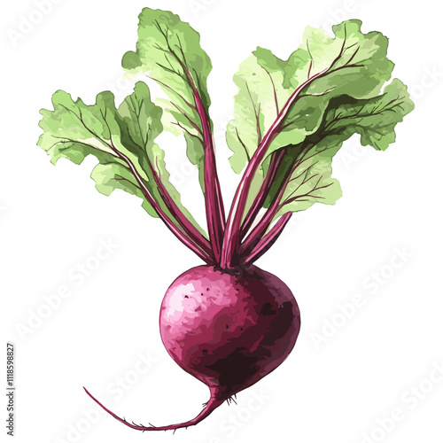 Watercolor beets on a white background. Beetroot isolated for print and design. Beet vegetables and beet vegetable for packaging design, products