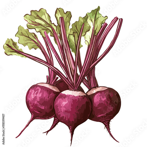 Watercolor beets on a white background. Beetroot isolated for print and design. Beet vegetables and beet vegetable for packaging design, products