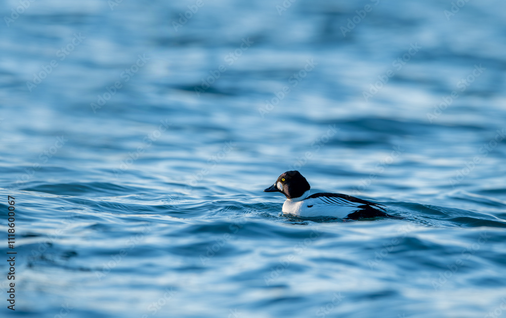 Bucephala clangula in the seas of Japan; Turkish name, Golden eye