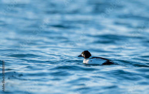 Obraz na płótnie Bucephala clangula in the seas of Japan; Turkish name, Golden eye w salonie