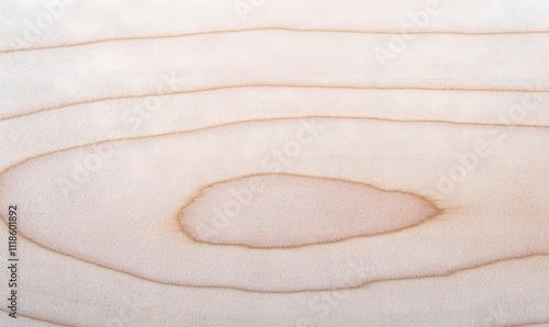 Close-up view of light beige wood grain with natural wood texture and growth rings. photo