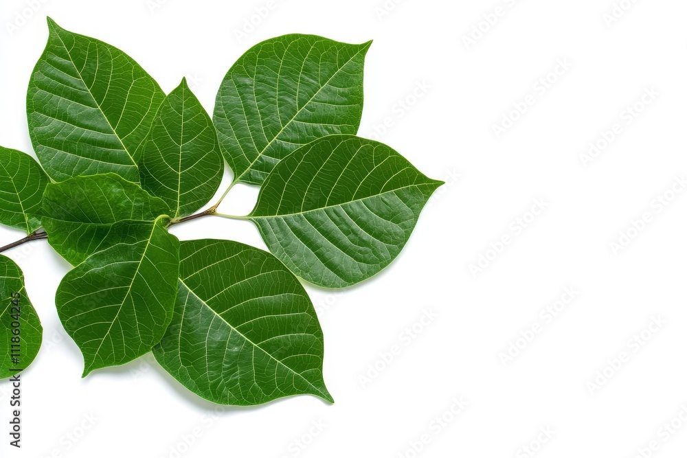 Obraz premium Fresh Green Leaves Isolated on White Background - A collection of vibrant green leaves showcasing their detailed textures and natural beauty, ideal for wellness and nature themes.