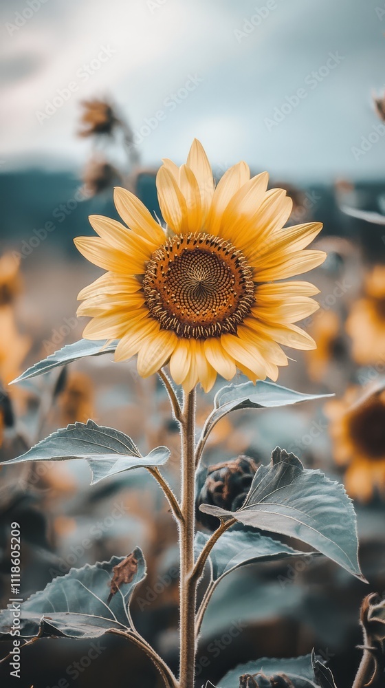 Naklejka premium Sunflower's Golden Embrace: Capturing a single sunflower in its prime, framed by the soft blur of a sunflower field and a backdrop of clouds, evoking a sense of serenity and natural beauty.