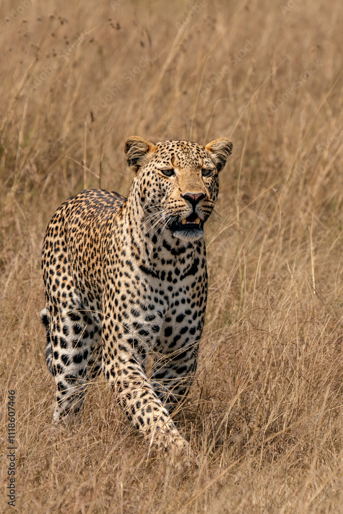 leopard waling in the savannah leopard waling in the savannah