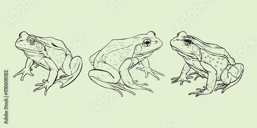 American bullfrog line art bundle perfect for logos, clipart, and creative vector illustrations.